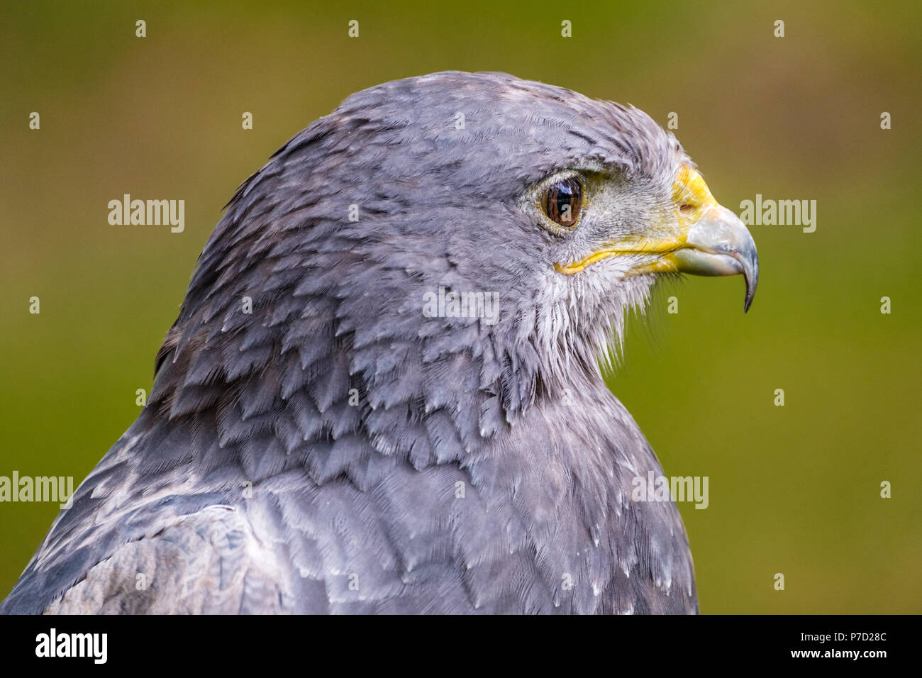 Ritratto di un Nero Chested Buzzard Eagle guardando a destra Foto Stock