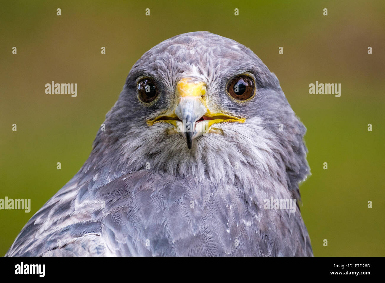 Ritratto di un Nero Chested Buzzard Eagle guardare avanti Foto Stock