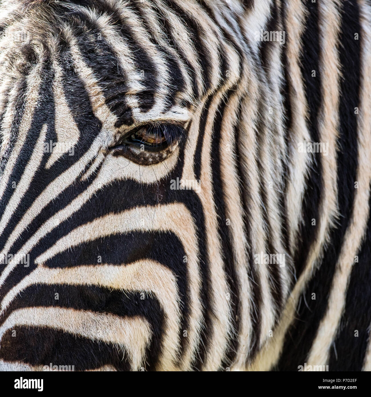 Chiudere da un cavallo zebra eye Foto Stock