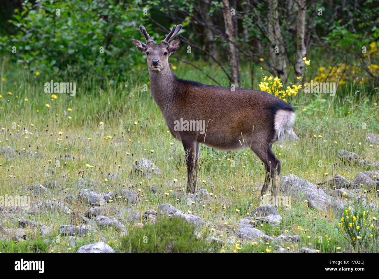 Giovani il cervo (Cervus elaphus) in tiglio, Highlands scozzesi, Gran Bretagna Foto Stock