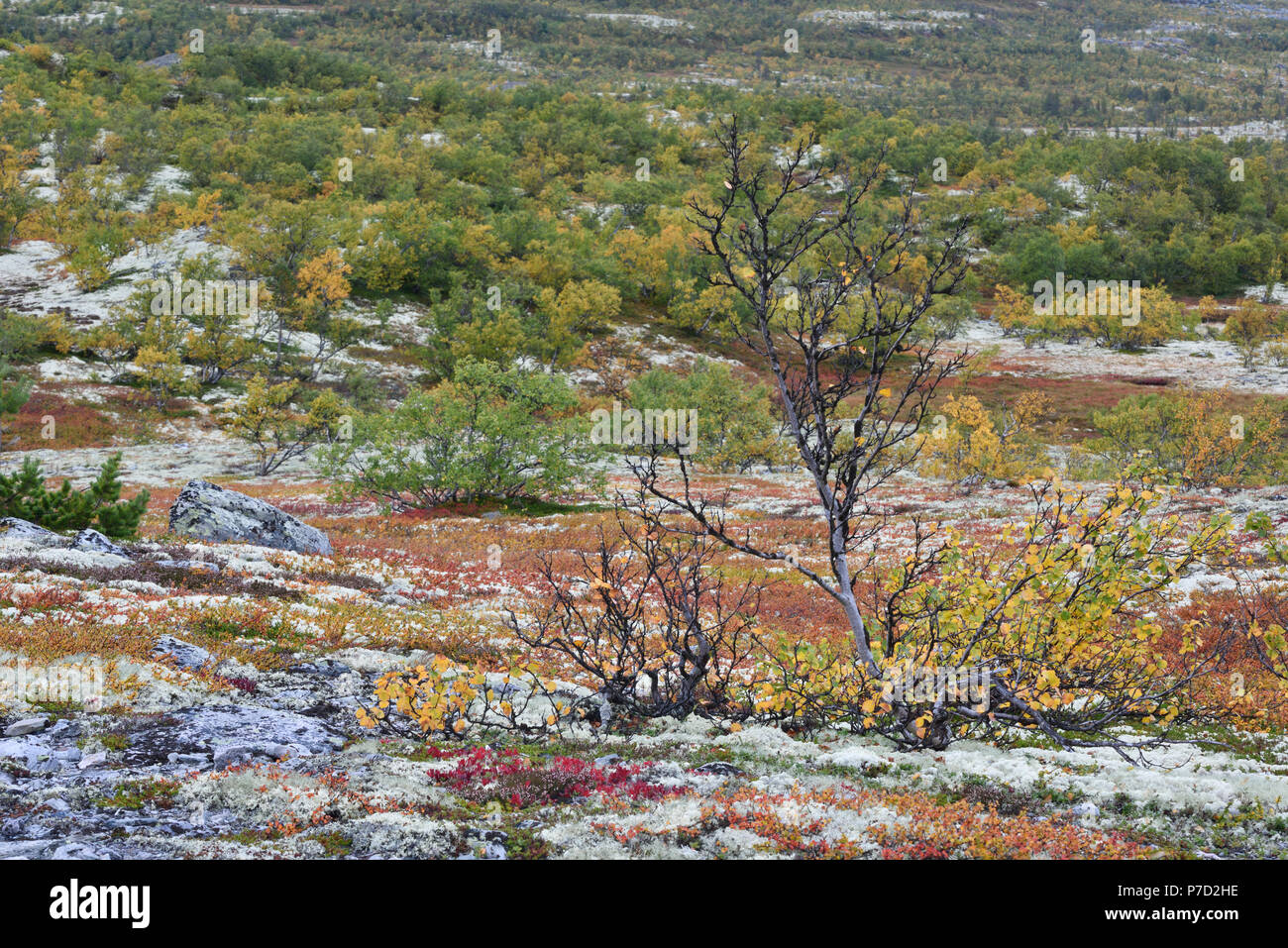 Colori luminosi, mountain birch (Betula pubescens) e rocce con licheni delle renne, Fjell in autunno, Rondane National Park, Norvegia Foto Stock