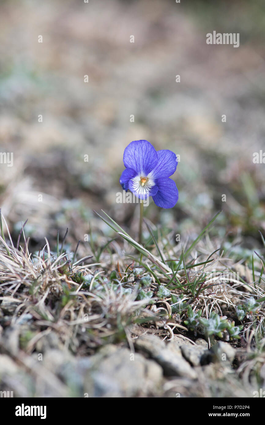 Cane comune-violetto (viola riviniana), desideroso di Hamar, Unst, Shetland Foto Stock