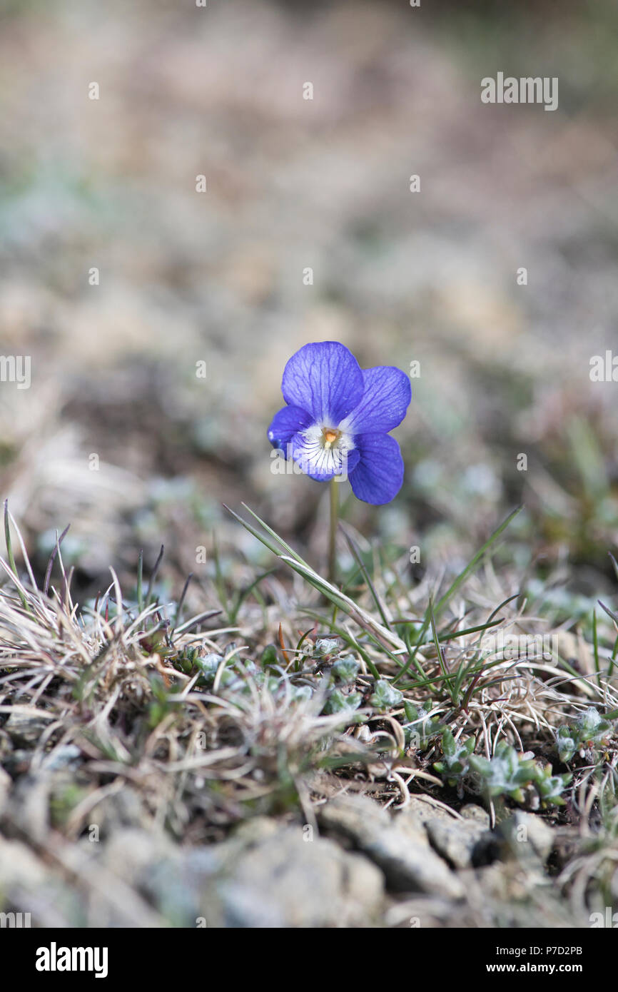 Cane comune-violetto (viola riviniana), desideroso di Hamar, Unst, Shetland Foto Stock