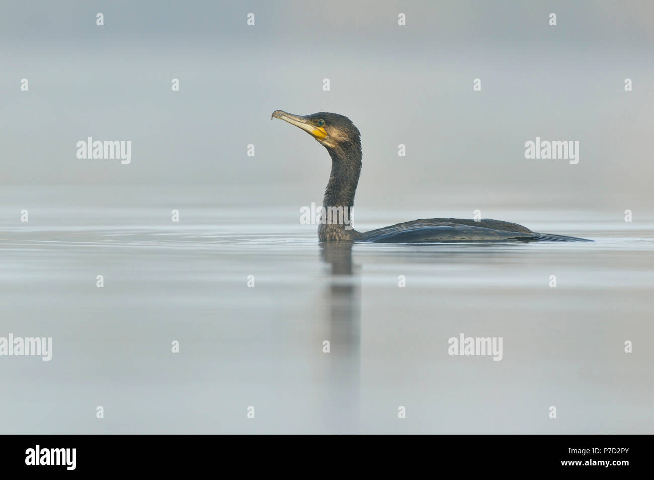 Cormorano (Phalacrocorax carbo) in un lago la nebbia di mattina, Riserva della Biosfera dell'Elba centrale, Sassonia Anhalt, Germania Foto Stock
