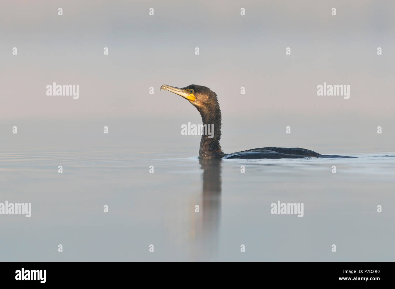 Cormorano (Phalacrocorax carbo) in un lago la nebbia di mattina, Riserva della Biosfera dell'Elba centrale, Sassonia Anhalt, Germania Foto Stock