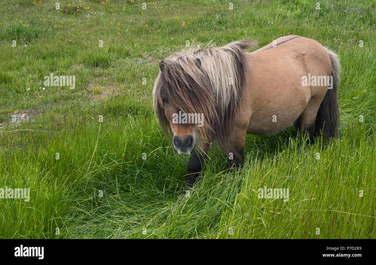 Pony Shetland pascolo, Yell, Shetland. Foto Stock