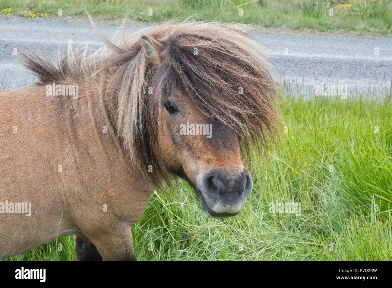 Pony Shetland pascolo, Yell, Shetland. Foto Stock