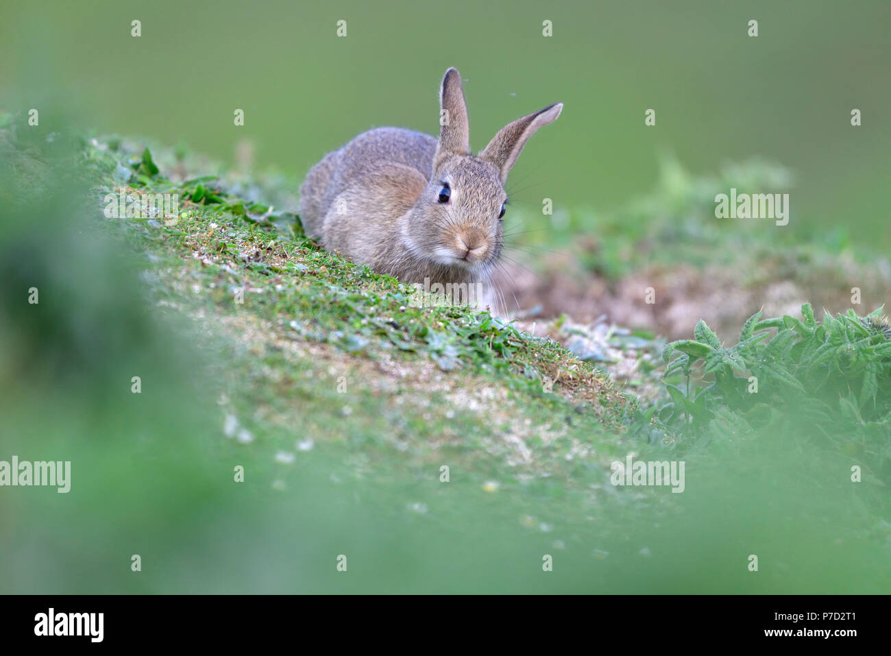 Giovani coniglio selvatico (oryctolagus cuniculus) si siede di fronte a sua den, Isola di Skye in Scozia Foto Stock