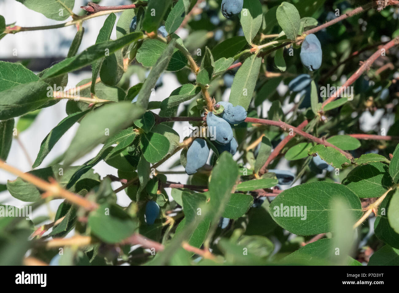 Caprifoglio in giardino, lonicera. Gooseberries su un ramo. Bacche crescenti nel giardino. Giorno luminoso Foto Stock