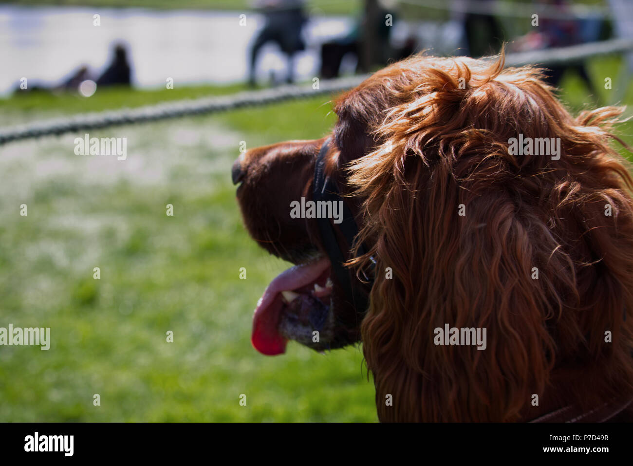 Setter Irlandese guardare dog show - sparato in Marbury Foto Stock