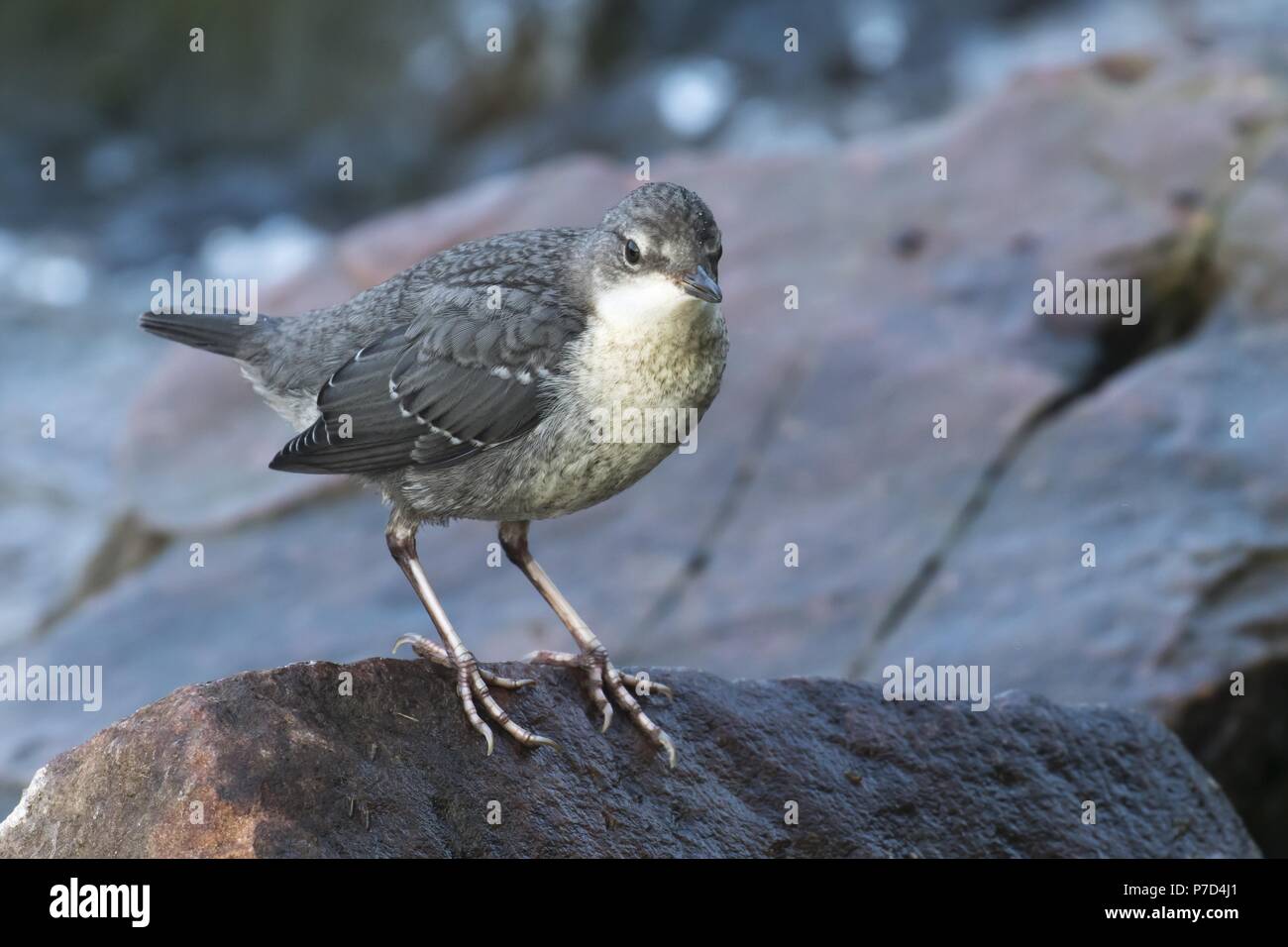 Bianco-throated bilanciere (Cinclus cinclus), giovane uccello, seduto sulla pietra, Hesse, Germania Foto Stock