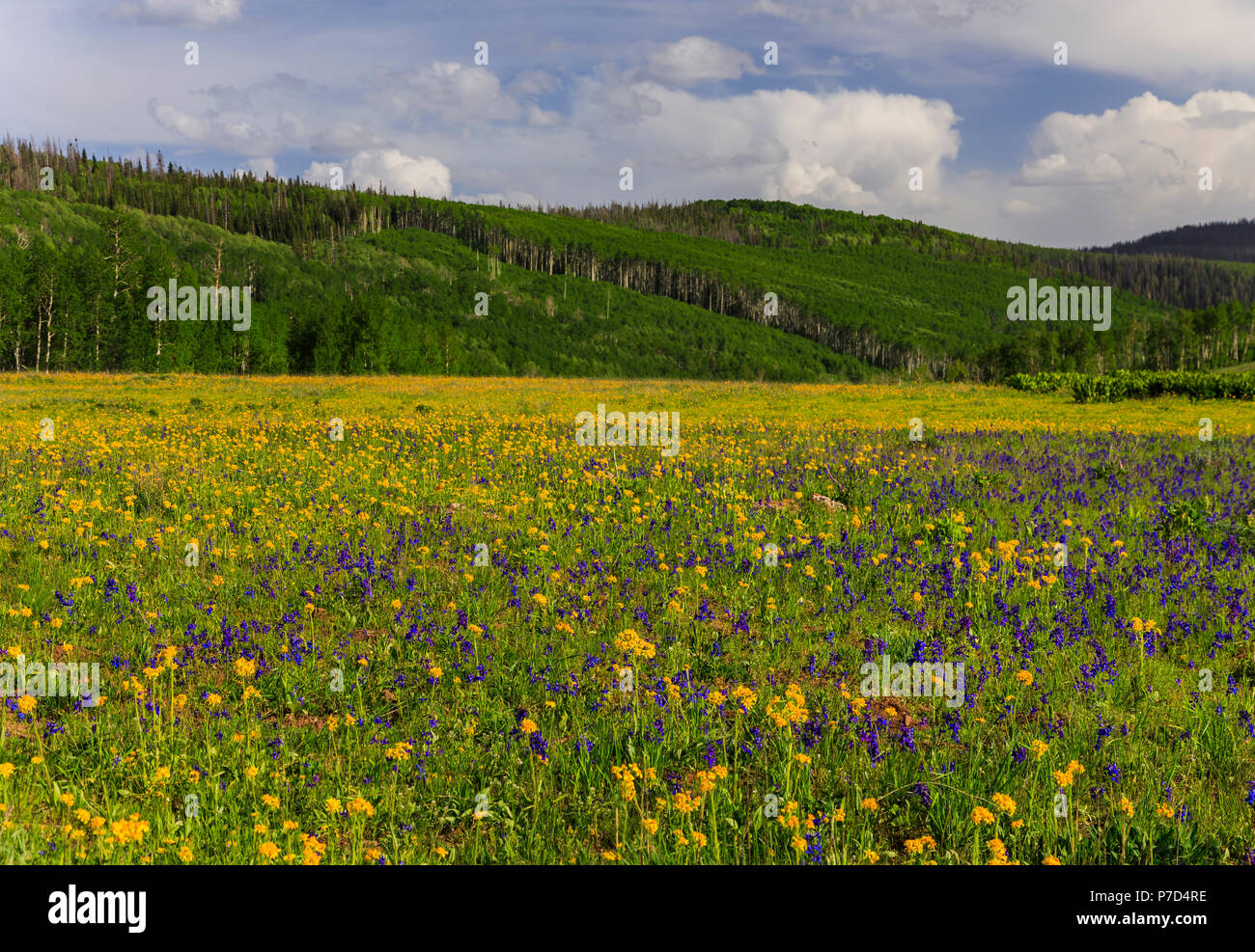 Un prato di fiori selvaggi in pietra ollare Bacino del nord dello Utah, Stati Uniti d'America. Questa foto mostra la Groundsel giallo e viola Larkspur dell'area. Foto Stock