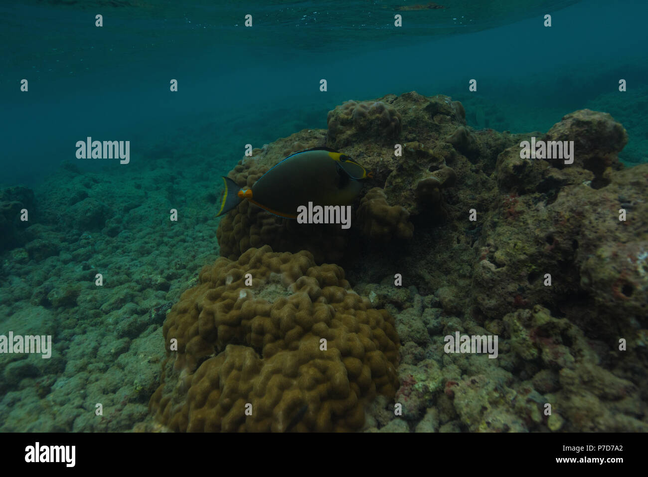 Pesci e barriera corallina sotto il mare Foto Stock