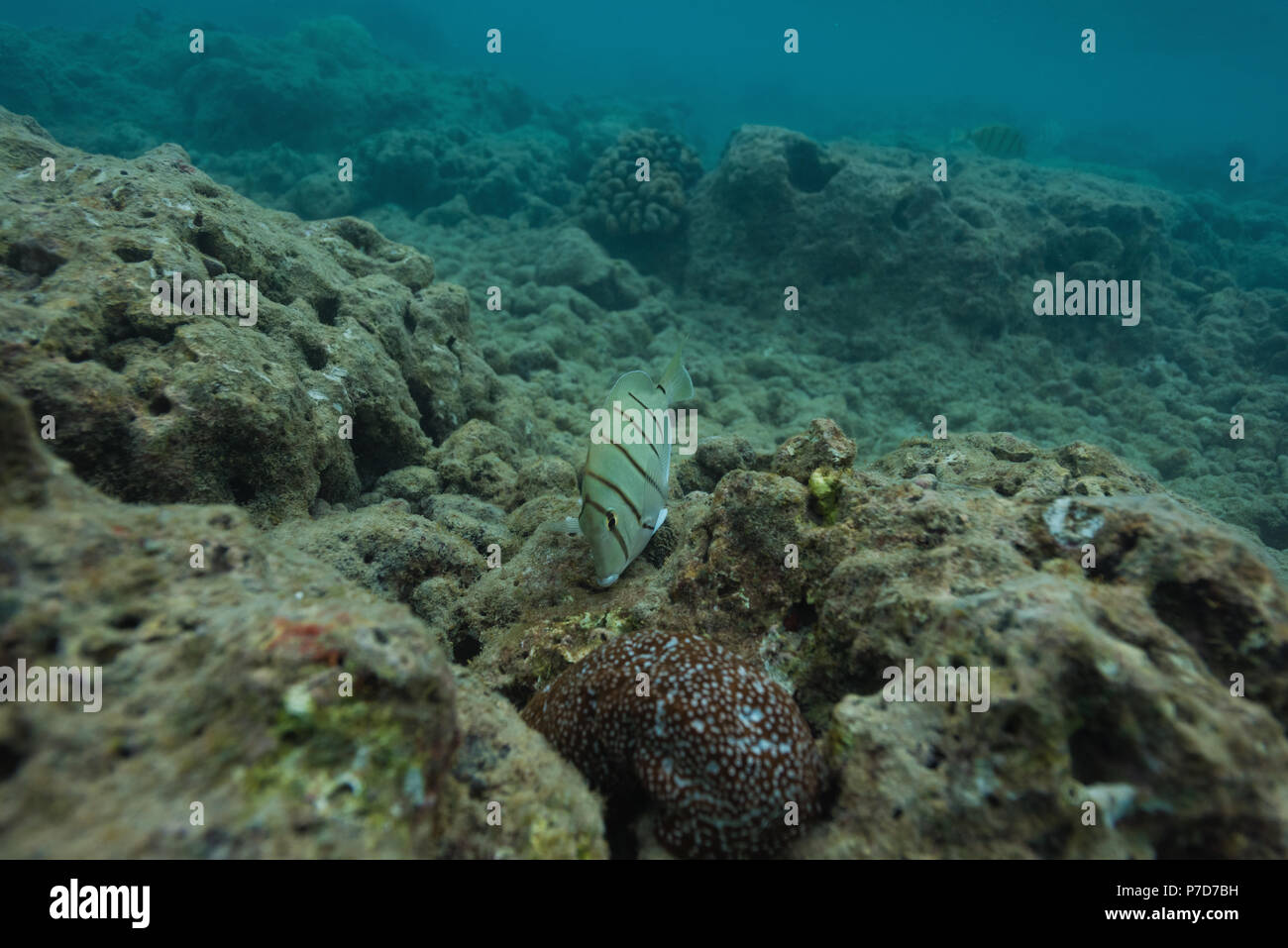 Pesci e barriera corallina undersea Foto Stock