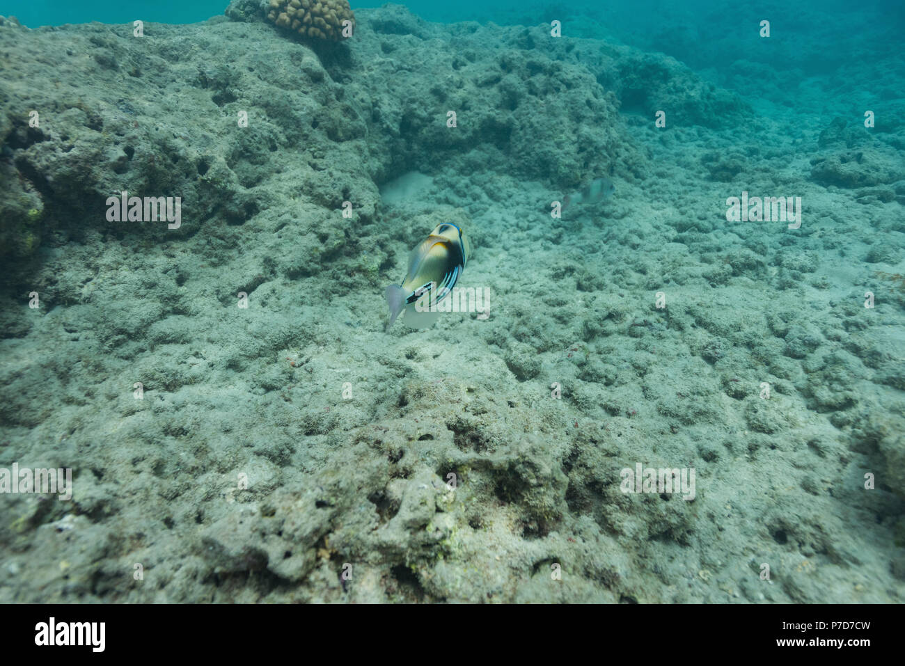 Pesci e barriera corallina undersea Foto Stock