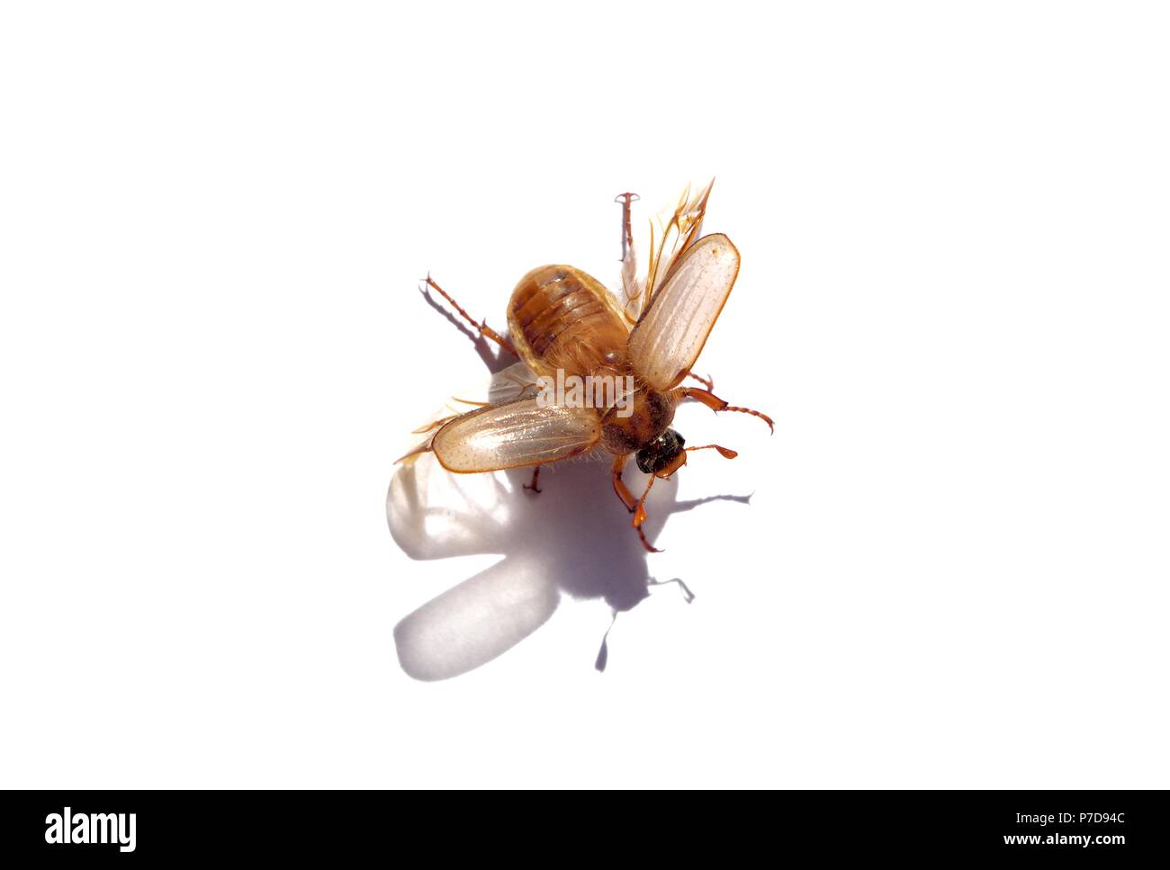 Unione chafer beetle,Amphimallon majale,Scarabaeidae famiglia Foto Stock