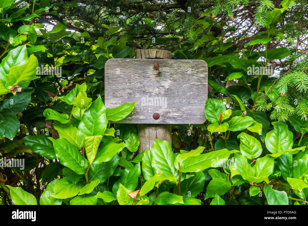Blank vecchie indicazioni del cartello in legno circondato da vegetazione. Mockup e ads concetto. Foto Stock