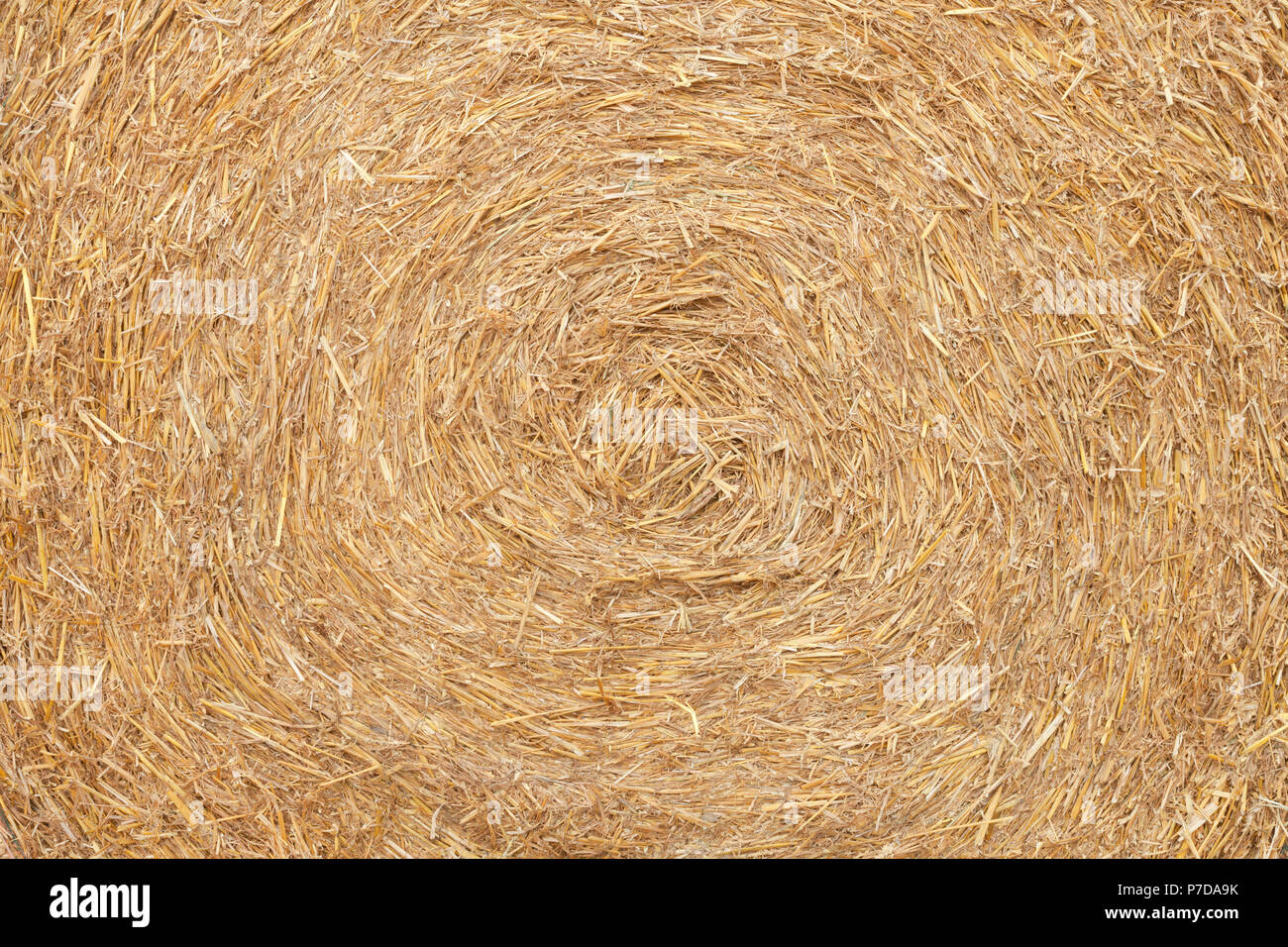 Appena raccolto campo di grano Foto Stock