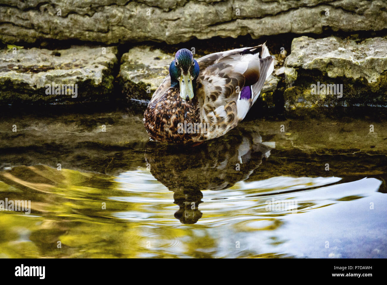 Maschio adulto Mallard duck in piscina in pietra, leggero ripple di acqua, lieve riflesso Foto Stock