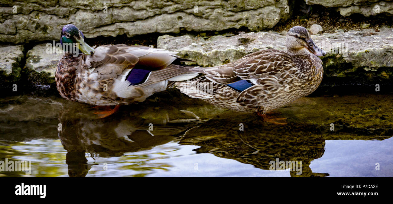 Maschio e femmina le anatre bastarde in pool di riflessioni con rocce Foto Stock