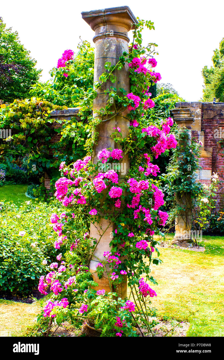 Rose rosse intrecciano intorno ad una colonna classica nel Giardino di Rose presso il castello di Hever Castle nel Kent, Inghilterra Foto Stock