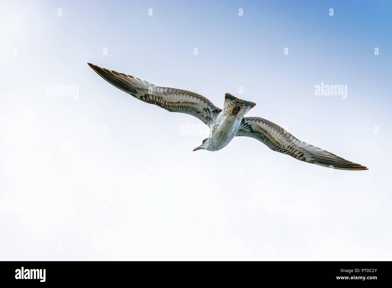 La Berta Maggiore scorrevolezza degli uccelli attraverso i cieli aperti al largo della costa orientale del Nord America. Foto Stock