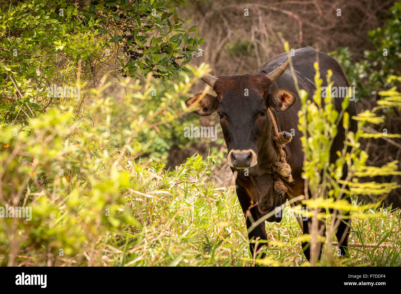 Un adulto mucca marrone in piedi in campo con la corda attorno al suo collo guardare dritto verso la fotocamera. Foto Stock