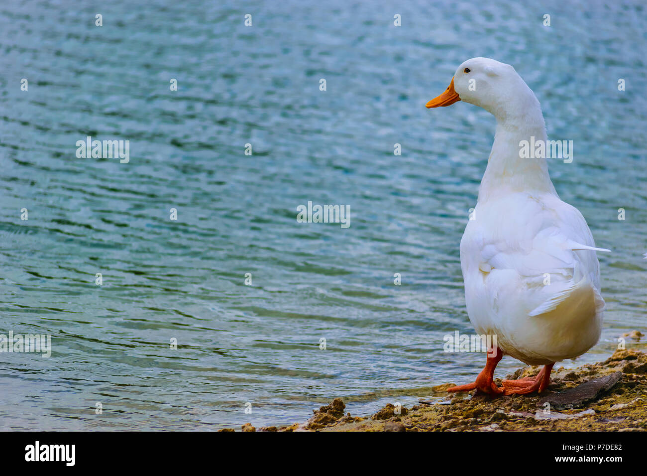 Bianco Anatra di Pechino in piedi dal lago in un giorno di estate in Florida. Foto Stock