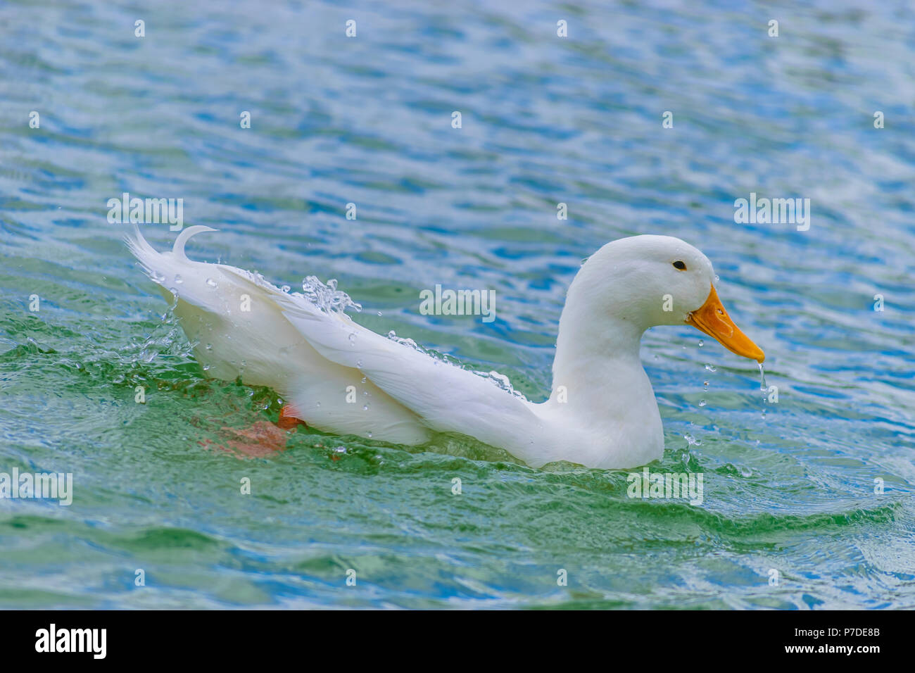 White Pekin Duck nuotare in un lago in un giorno di estate in Florida. Foto Stock