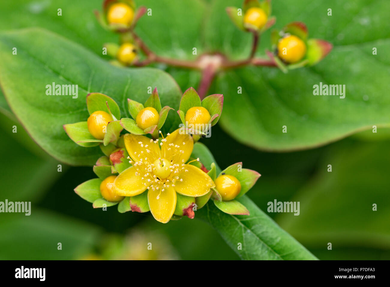 Arbustiva Iperico, o dolce-ambra, Hypericum androsaemum, fiori e boccioli, Luglio, Monmouthshire Foto Stock