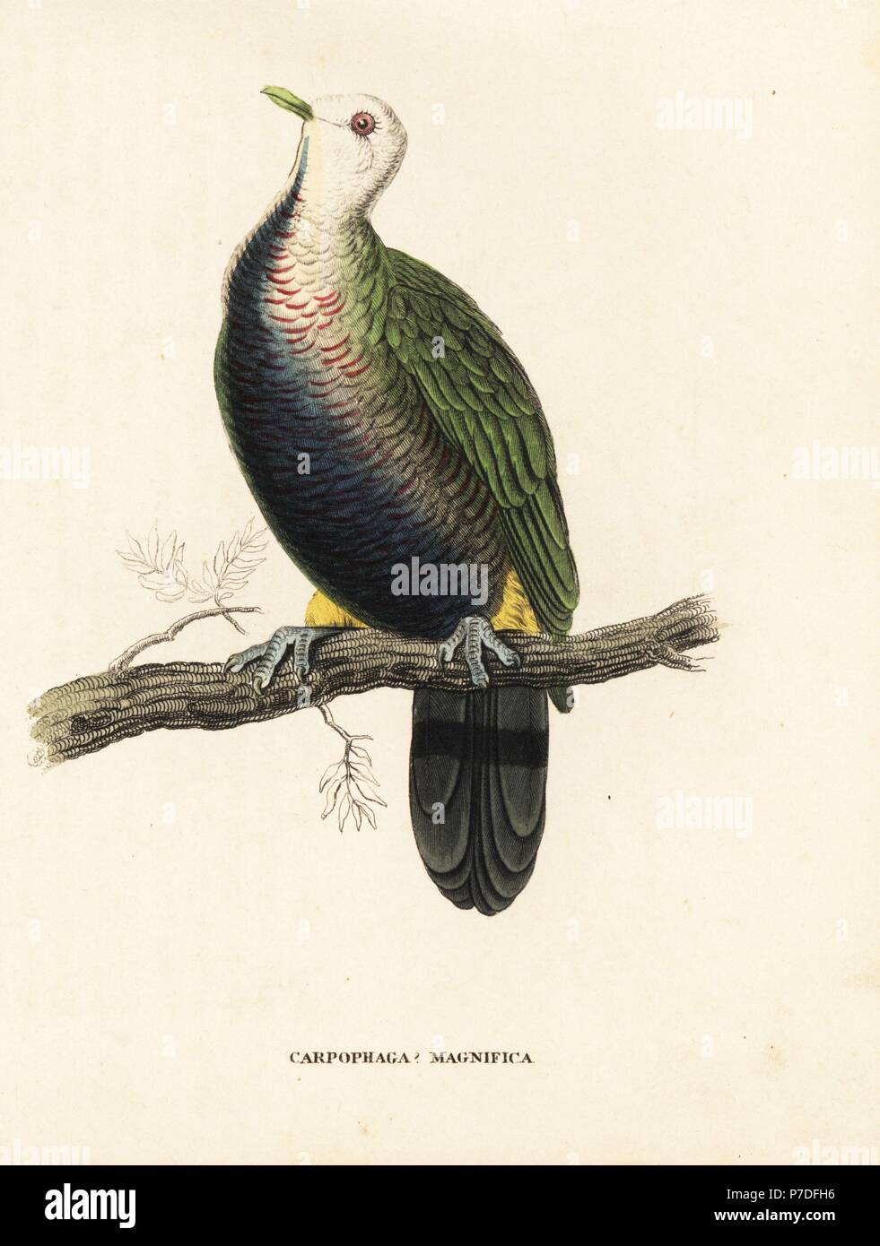 Frutta Wompoo colomba, Ptilinopus magnifico. (Magnifico frutto di Pigeon, Carpophaga magnifica.) Dopo una illustrazione di Edward Lear. Litografia Handcolored da Georg Friedrich Treitschke's Galleria di Storia Naturale, Naturhistorischer Bildersaal des Thierreiches, Liepzig, 1840. Foto Stock