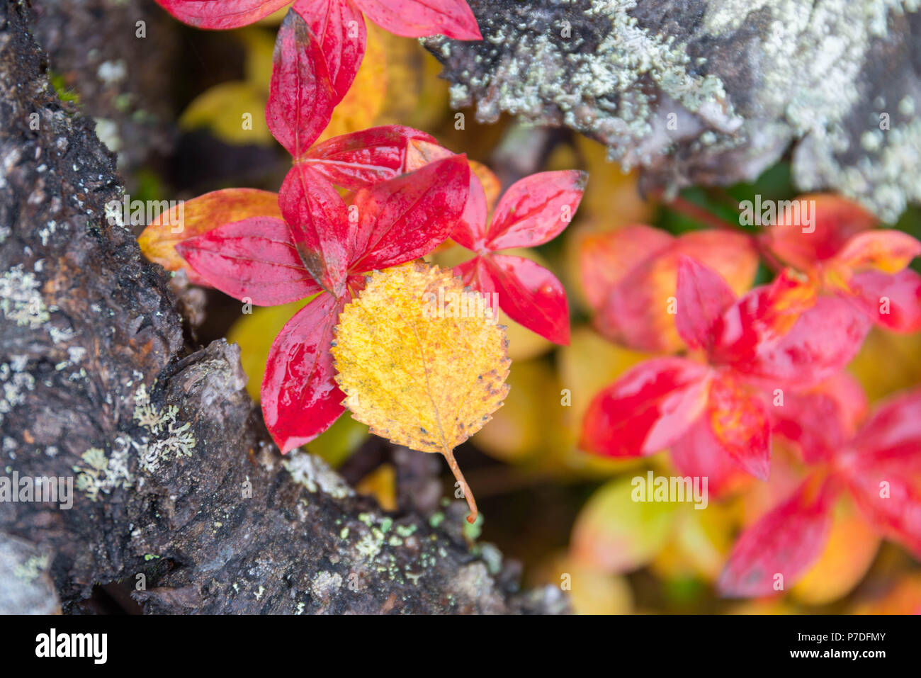 Colori autunnali in Pallas-Yllästunturi Parco nazionale della Finlandia Foto Stock