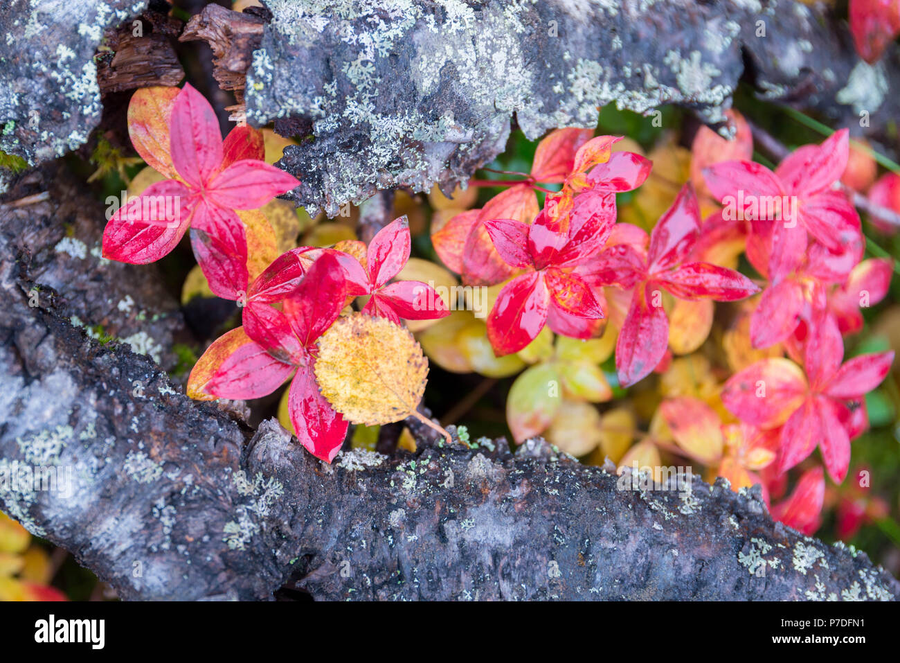 Colori autunnali in Pallas-Yllästunturi Parco nazionale della Finlandia Foto Stock