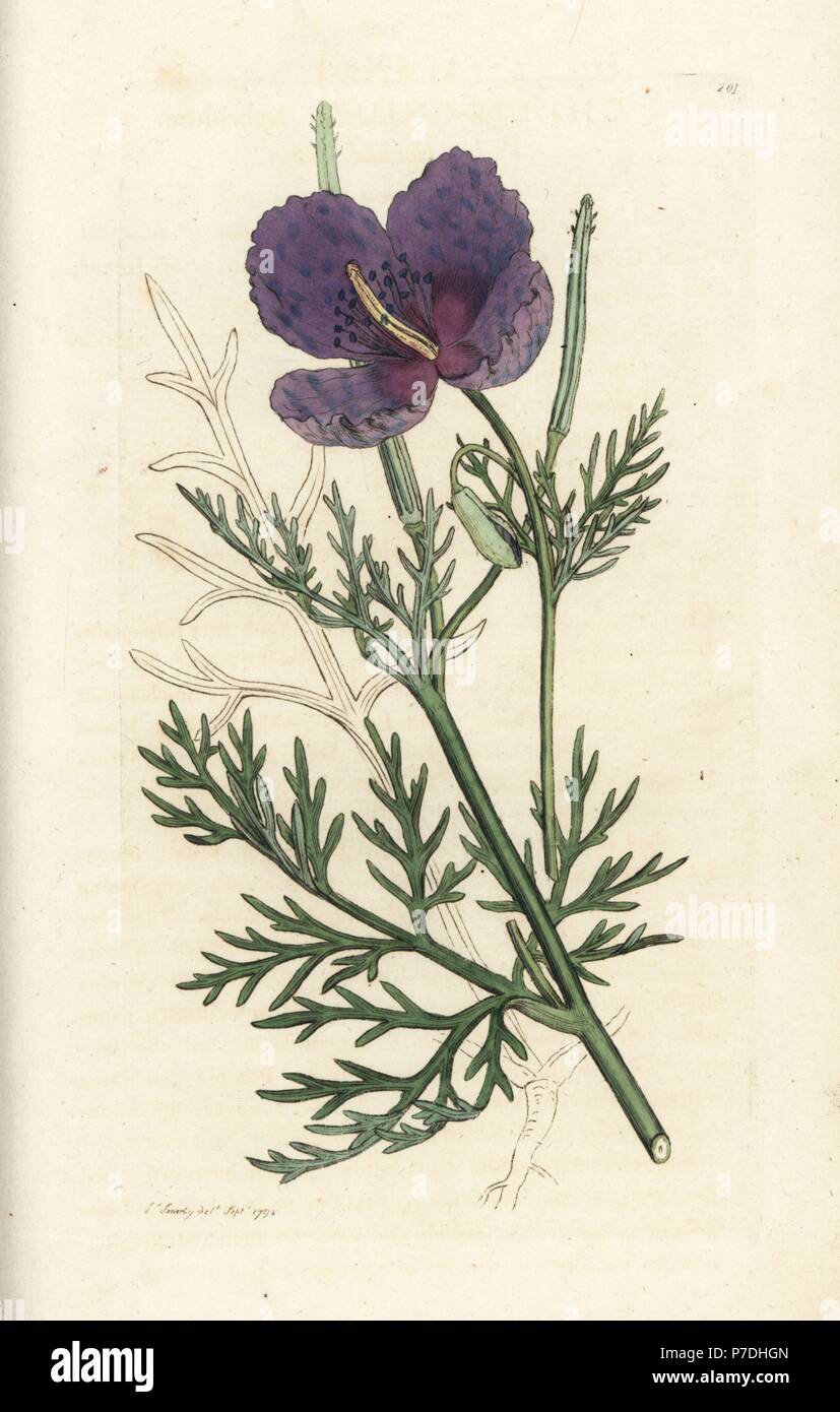 Viola di papavero cornuto, Roemeria hybrida (Chelidonium hybridum). Handcolored incisione su rame di James Sowerby da James Smith è inglese botanica, Londra, 1794. Foto Stock