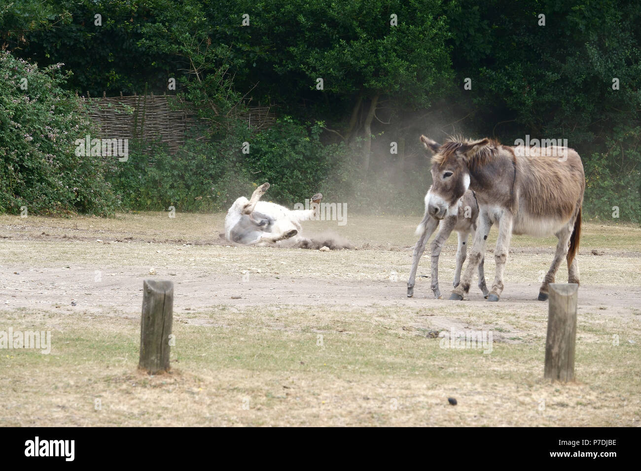 4 Luglio, 2018 Godshill, Hampshire, Regno Unito. Iconico nuova foresta "Pony" delizie in un bagno di polvere nel calore di un insolitamente calda estate inglese a loro f Foto Stock