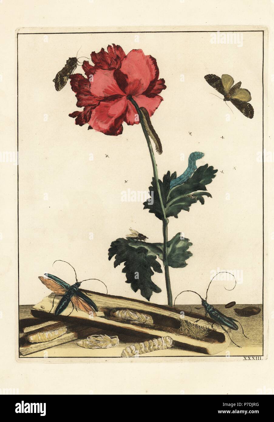 Worm di cavolo, longhorn beetle, Rutpela maculata, su un fiore. Handcolored incisione su rame disegnato e inciso da Giacobbe l'Admiral in Naauwkeurige Waarneemingen omtrent de veranderingen van veele Insekten (Descrizioni accurate delle Metamorfosi di insetti), J. Sluyter, Amsterdam, 1774. Per questa seconda edizione, M. Houttuyn aggiunto un altro otto piastre all'originale 25. Foto Stock