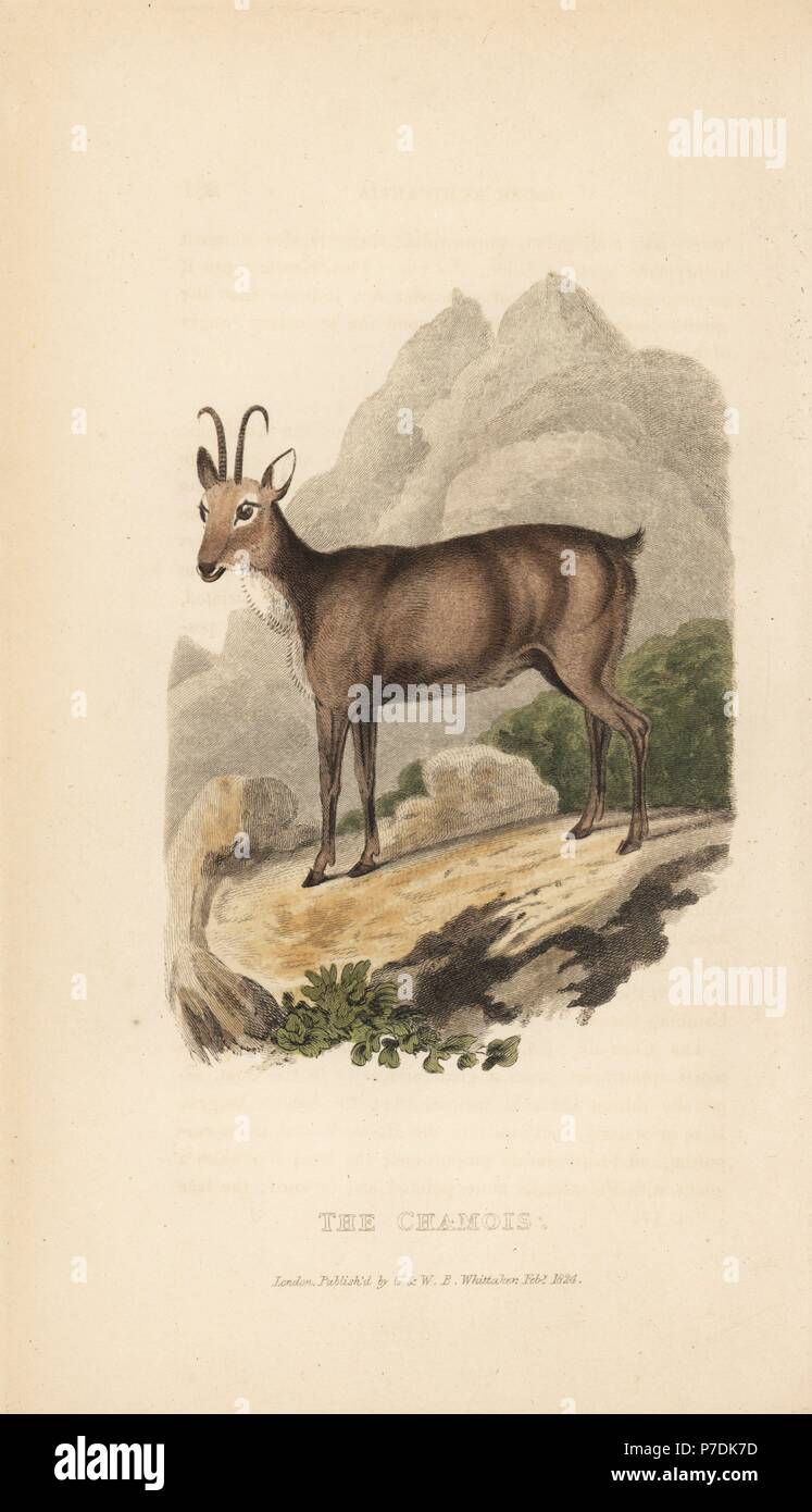 Camoscio Rupicapra rupicapra (Antilope rupicapra). Handcolored incisione da Edward Griffith il regno animale dal barone Cuvier, Londra, la Whittaker, 1827. Foto Stock