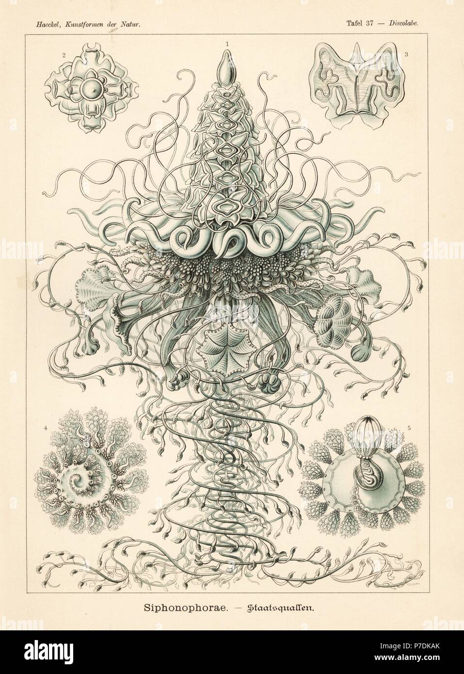 Siphonophora meduse colonia. Physophora hydrostatica (Discolabe quadrigata), Colonia, vescica di gas, nuoto campana, polipo, ecc. Chromolithograph da Adolf Glitsch da una illustrazione da Ernst Haeckel da forme d'Arte nella Natura, Kunstformen der Natur, Liepzig, Germania, 1904. Foto Stock