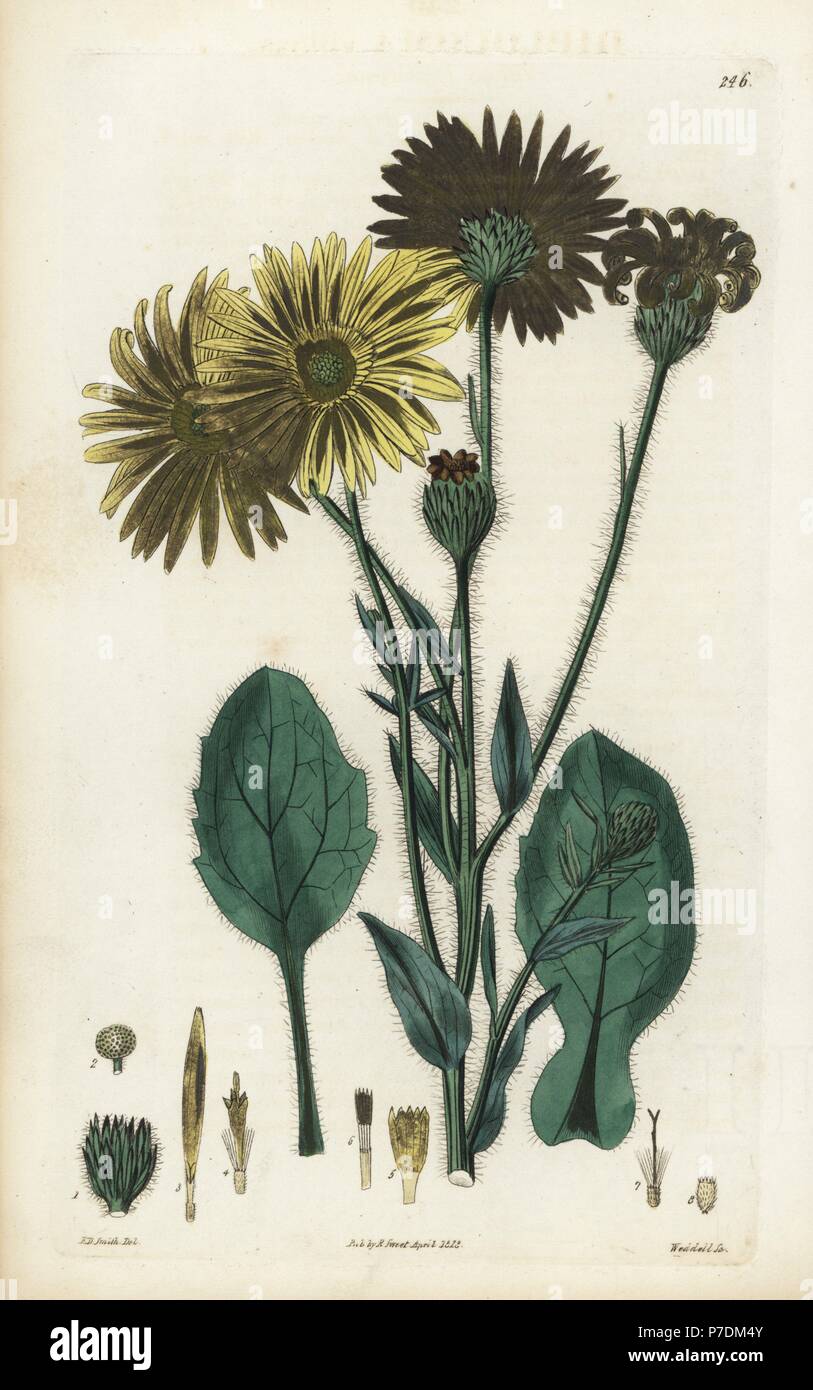 Golden aster, Heterotheca inuloides (diplocoma villosi, Diplocoma villosa). Handcolored incisione su rame di Weddell dopo una illustrazione botanica da Edward Dalton Smith da Robert Dolce è il British Flower Garden, Ridgeway, Londra, 1828. Foto Stock