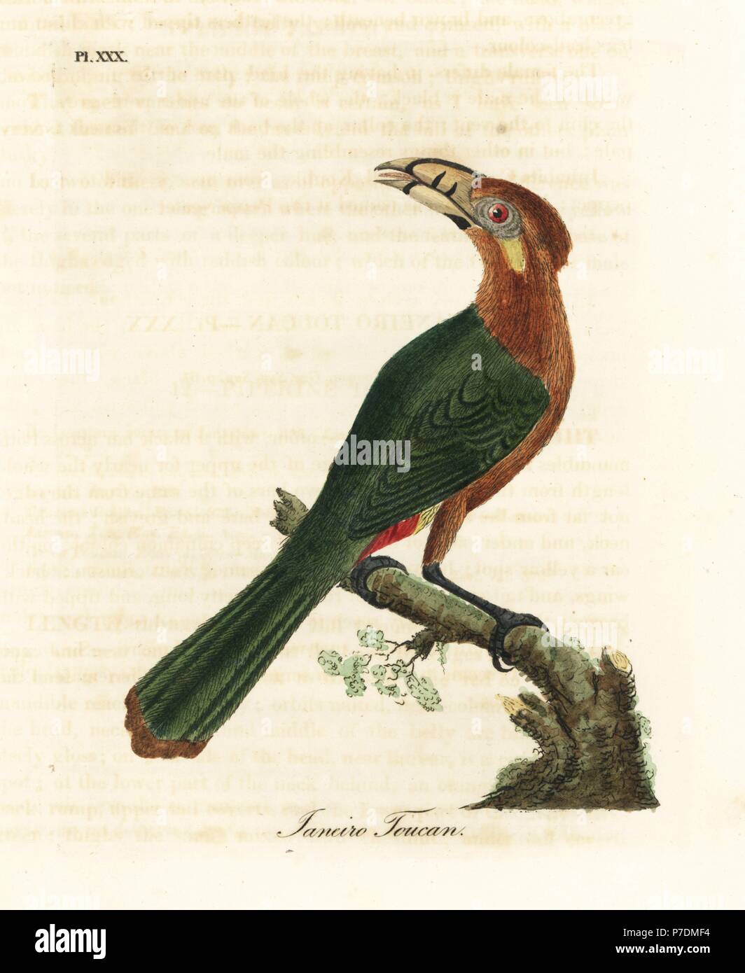 Spot-fatturati toucanet, Selenidera maculirostris, femmina. Janeiro toucan. Copperplate Handcolored disegnato e inciso da John Latham dal proprio una storia generale di uccelli, Winchester, 1822. Foto Stock
