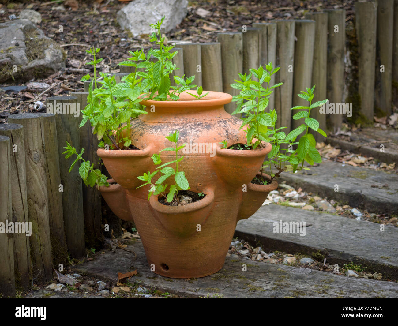 Coltivando zecca da giardino, Mintha sasalinensis, in una pentola di fragole in un piccolo giardino. Foto Stock