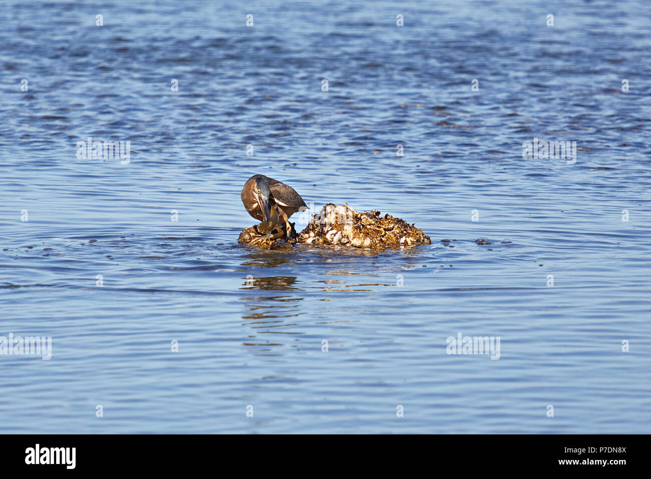 Un Airone striato (Butorides Striata) seduto su una singola roccia in acqua con la sua recente pesce pescato nel suo becco, Nuovo Galles del Sud, Australia Foto Stock