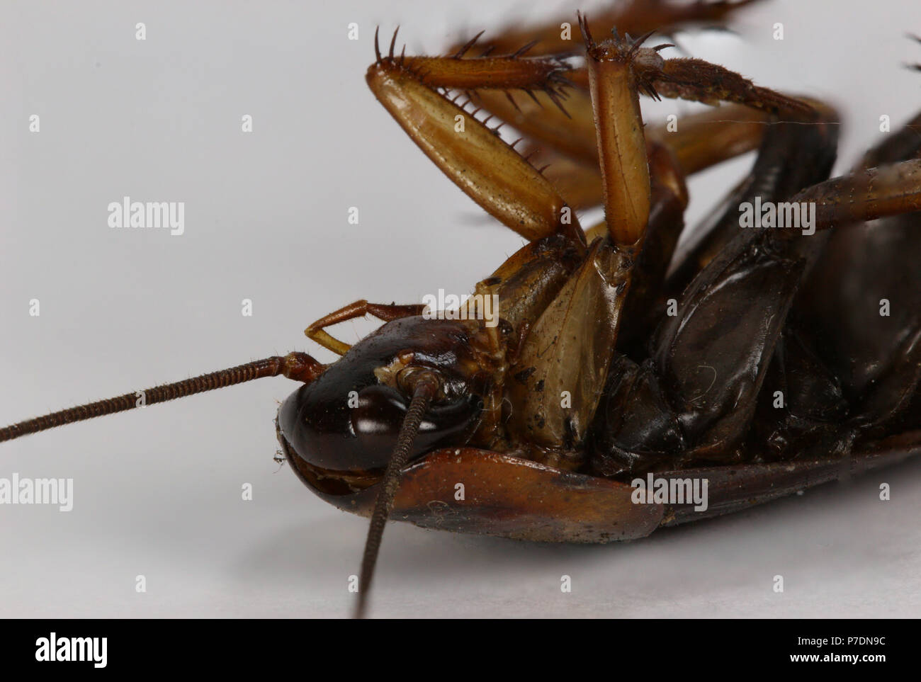 Scarafaggio morto nella macro closeup. Lo scarafaggio è un insetto urbano in grado di trasmettere malattie varie, virus e batteri vettore. Foto Stock
