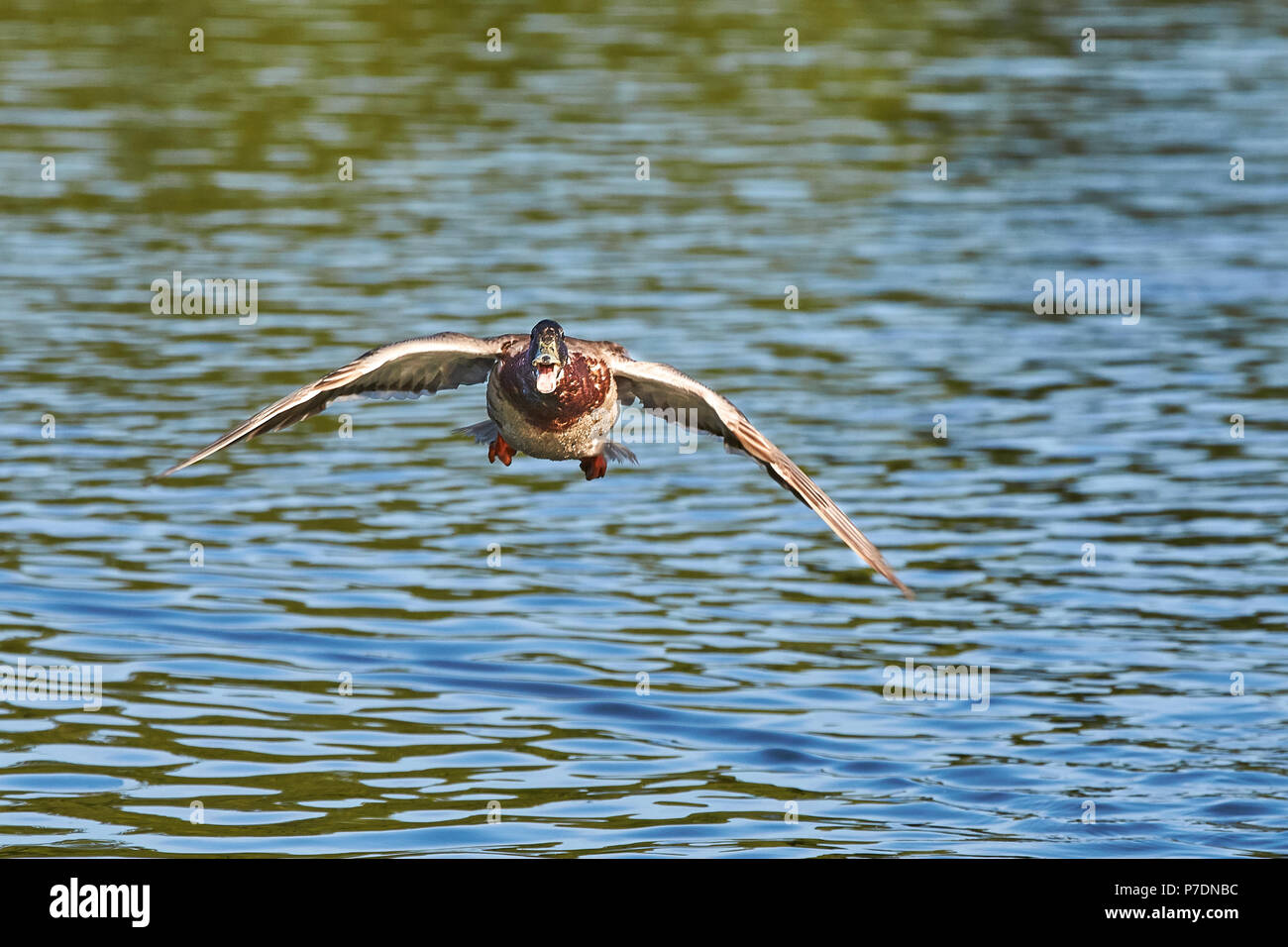Un maschio di Mallard Duck (Anas Playtrhynchos) volare dritti verso di te, ali stese e becco aperto con l'acqua in background Foto Stock