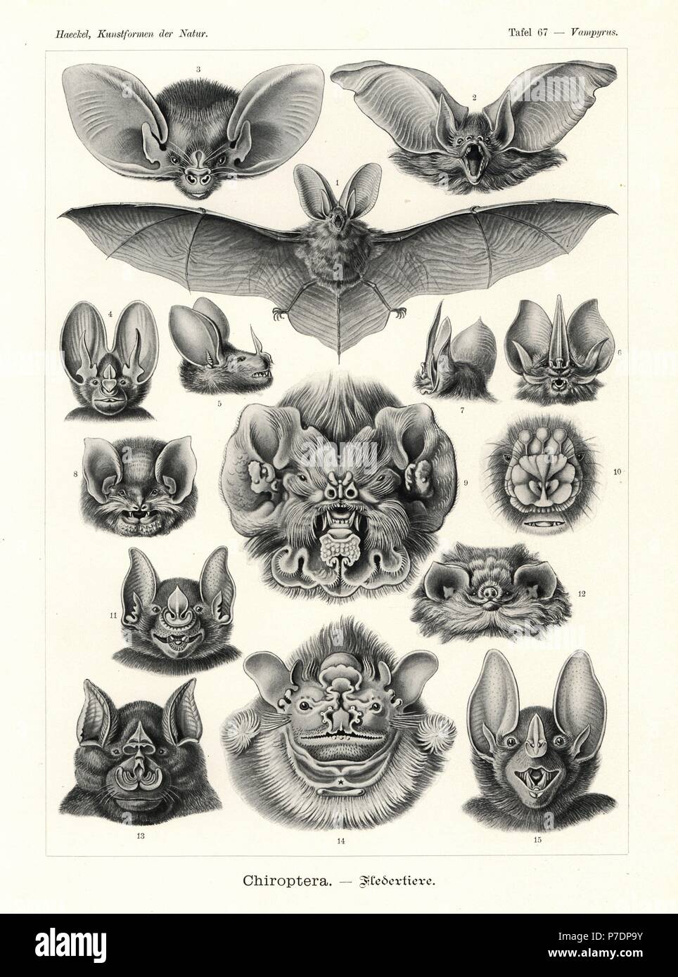 Chirotteri pipistrelli: Brown long-eared bat Plecotus auritus 1,2, minore long-eared bat, Nyctophilus geoffroyi 3, minore false vampire bat, Megaderma spasma 4, big-eared lanosi bat, Chrotopterus auritus 5, tomi la spada di naso-bat, Lonchorhina aurita 6,7, imbuto messicano-eared bat, Natalus stramineus 8, Antillean fantasma-di fronte bat, Mormoops blainvillii 9, fiore di fronte-bat, Anthops ornatus 10, maggiore spear-bat dal naso, Phyllostomus hastatus 11, thumbless bat, Furipterus horrens 12, superiore a ferro di cavallo, bat Rhinolophus ferrumequinum 13, ruga-di fronte bat, Centurio senex 14, e bat spettrale, Vampyrum spectr Foto Stock