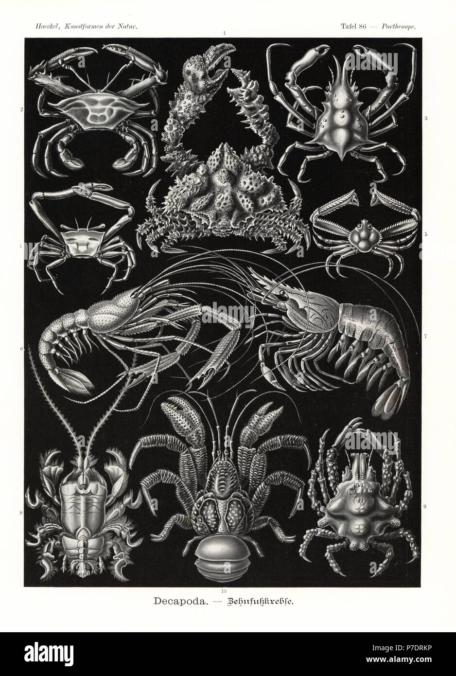 Decapoda granchi e gamberi: orribile granchio a gomito, Daldorfia horrida, sentinel granchio, Podophthalmus veglia, Gibb mare spider, Pisa armata, granchio angolare, Goneplax rhomboides, Solenolambrus tenellus, nastrati coral gamberetti, Stenopus hispidus, comune boreale, Palaemon serratus, Albunea symmysta, majid granchio, Lissa chiragra e granchio di noce di cocco, Birgus latro. Chromolithograph da Adolf Glitsch da una illustrazione da Ernst Haeckel da forme d'Arte nella Natura, Kunstformen der Natur, Liepzig, Germania, 1904. Foto Stock