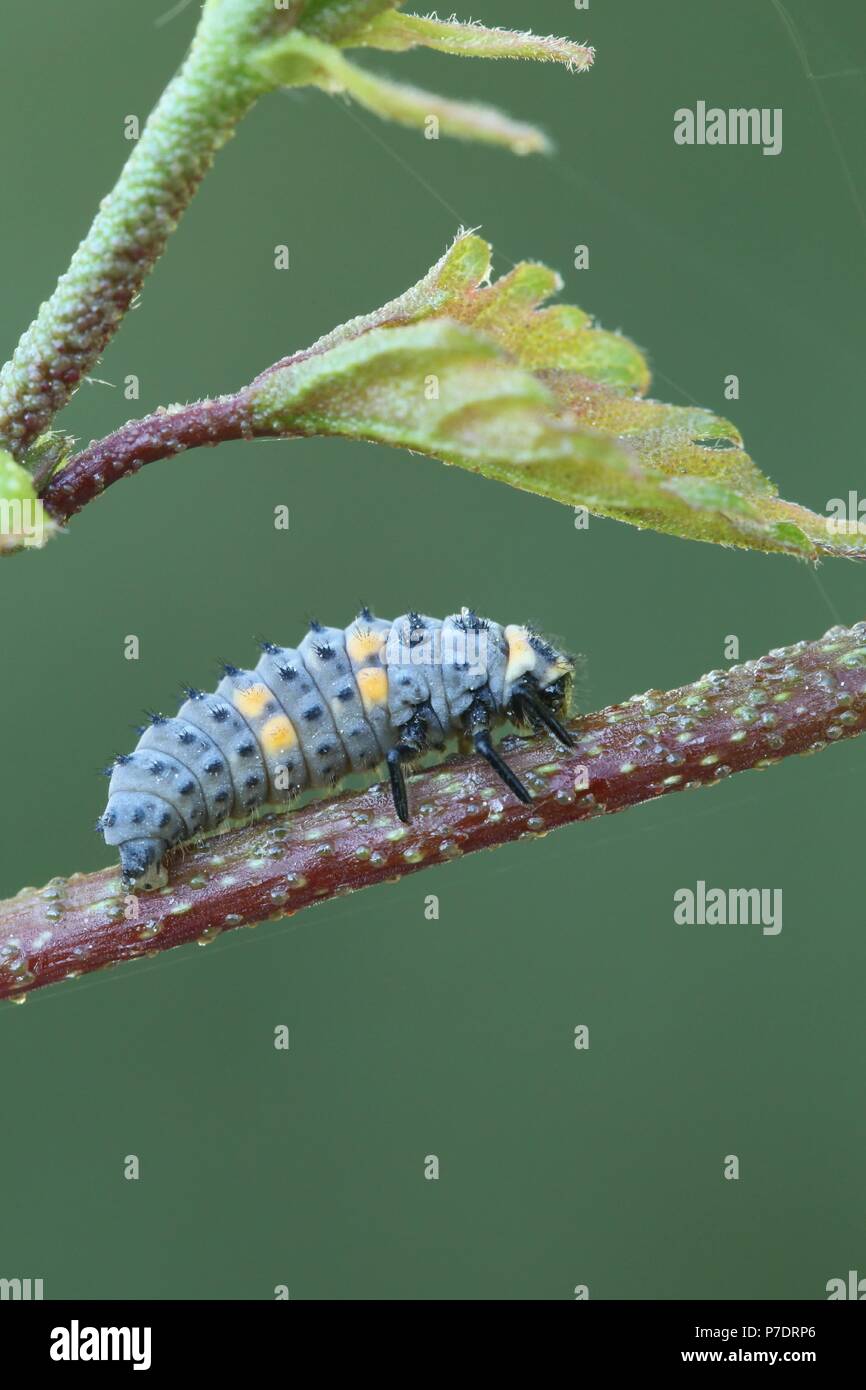 Coccinella, ladybug larva. Coccinelle sono utilizzati nella lotta biologica contro i parassiti come si nutrono di afidi. Foto Stock