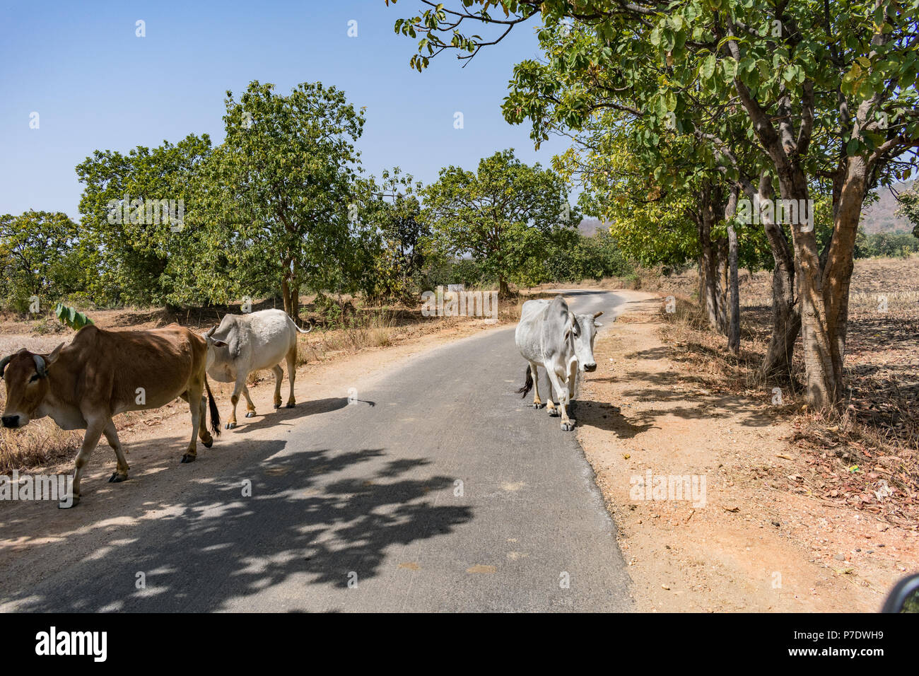 Una chiusura a scatto indiano di tori a un villaggio rurale a giornata di sole nella stagione estiva. Foto Stock