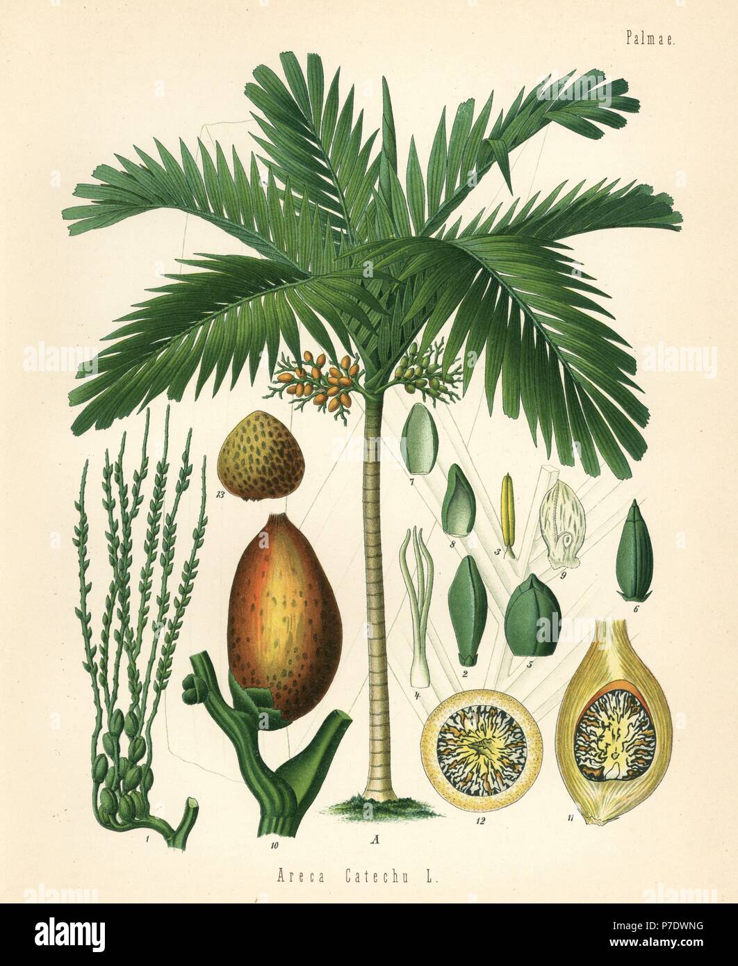Betelnut palm, noci di arec catecù. Chromolithograph dopo una illustrazione botanica da Hermann Adolph della Koehler piante medicinali, edito da Gustav Pabst, Koehler, Germania, 1887. Foto Stock
