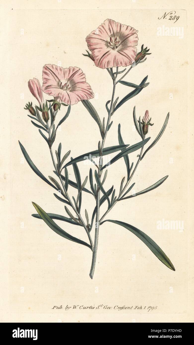 A stretta lasciava convolvulus, Convolvulus linearis. Handcolored incisione su rame da William Curtis' rivista botanica, Londra, 1795. Foto Stock